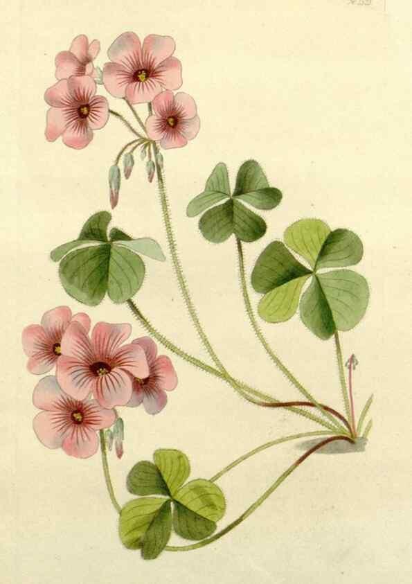 Reproducción/Reproduction 48782920823: The botanical cabinet. London :John & Arthur Arch ...,1817-1833.. 