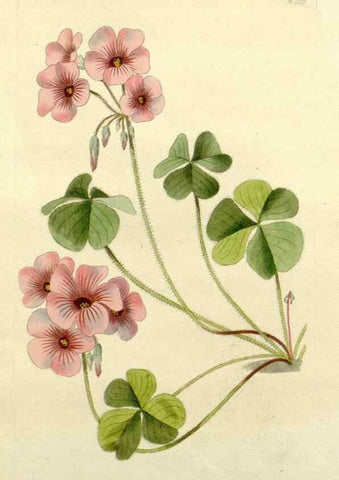 Reproducción/Reproduction 48782920823: The botanical cabinet. London :John & Arthur Arch ...,1817-1833.. 