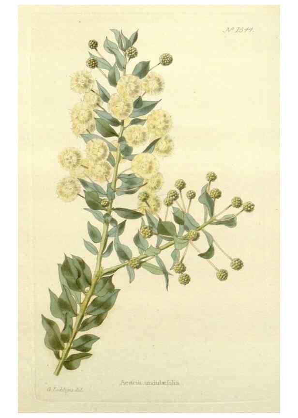 Reproducción/Reproduction 48783467957: The botanical cabinet. London :John & Arthur Arch ...,1817-1833.. 