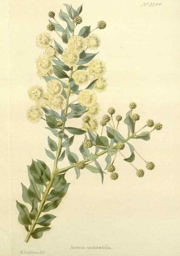 Reproducción/Reproduction 48783467957: The botanical cabinet. London :John & Arthur Arch ...,1817-1833.. 
