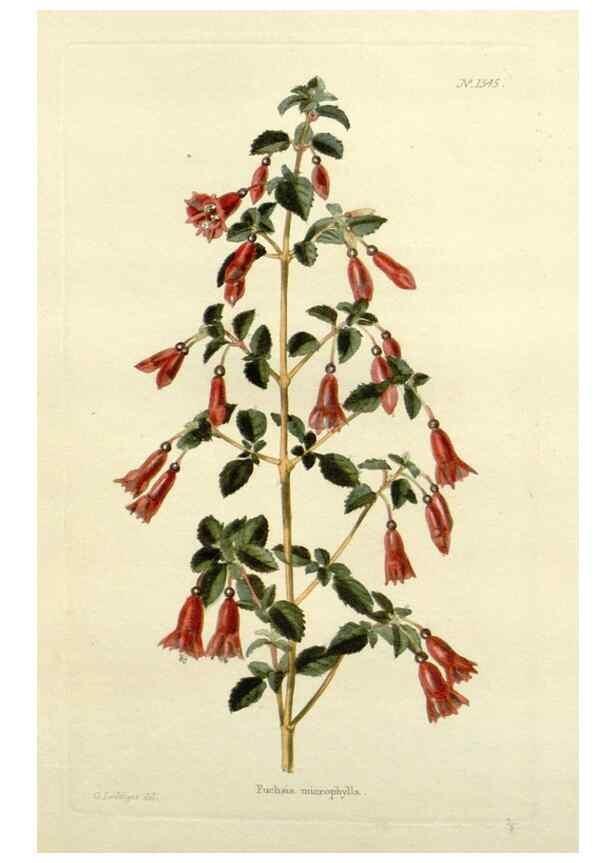 Reproducción/Reproduction 48783468542: The botanical cabinet. London :John & Arthur Arch ...,1817-1833.. 