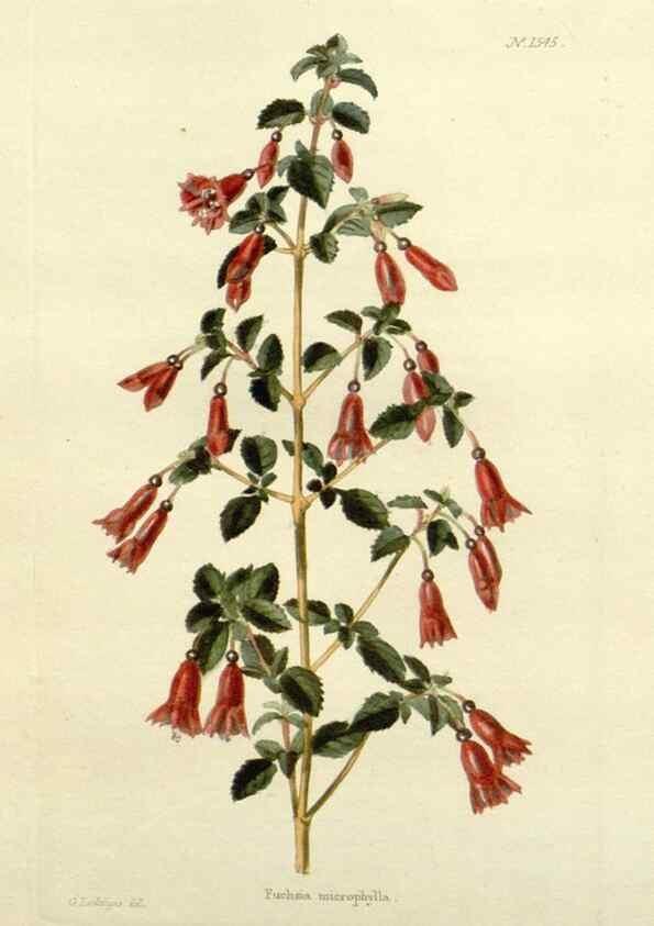 Reproducción/Reproduction 48783468542: The botanical cabinet. London :John & Arthur Arch ...,1817-1833.. 