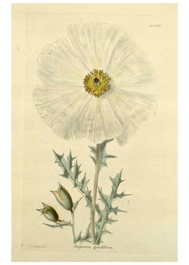 Reproducción/Reproduction 48783302431: The botanical cabinet. London :John & Arthur Arch ...,1817-1833.. 