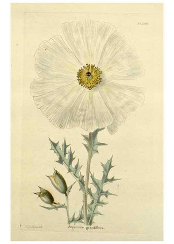 Reproducción/Reproduction 48783302431: The botanical cabinet. London :John & Arthur Arch ...,1817-1833.. 