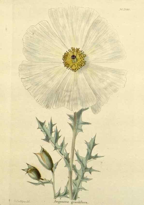 Reproducción/Reproduction 48783302431: The botanical cabinet. London :John & Arthur Arch ...,1817-1833.. 
