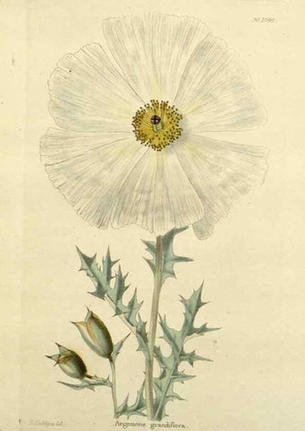 Reproducción/Reproduction 48783302431: The botanical cabinet. London :John & Arthur Arch ...,1817-1833.. 