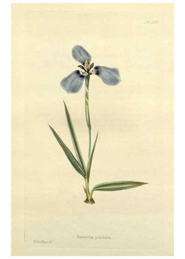 Reproducción/Reproduction 48783303036: The botanical cabinet. London :John & Arthur Arch ...,1817-1833.. 