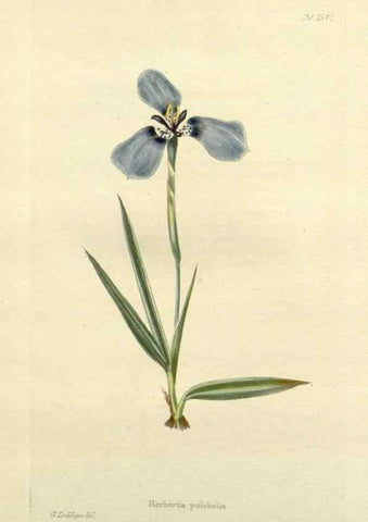 Reproducción/Reproduction 48783303036: The botanical cabinet. London :John & Arthur Arch ...,1817-1833.. 