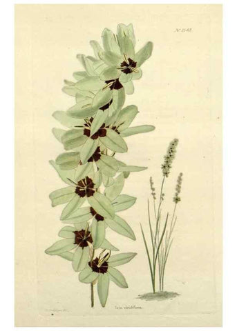 Reproducción/Reproduction 48782938563: The botanical cabinet. London :John & Arthur Arch ...,1817-1833.. 