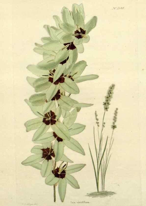 Reproducción/Reproduction 48782938563: The botanical cabinet. London :John & Arthur Arch ...,1817-1833.. 