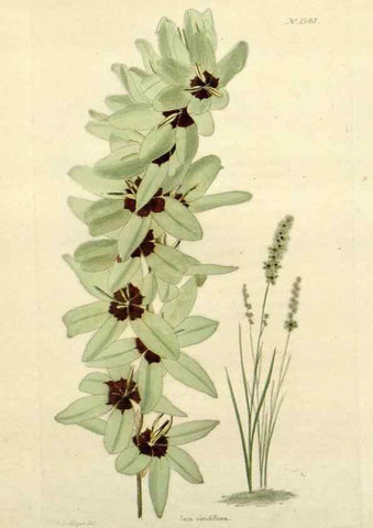 Reproducción/Reproduction 48782938563: The botanical cabinet. London :John & Arthur Arch ...,1817-1833.. 