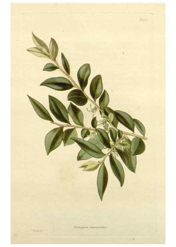 Reproducción/Reproduction 48782939548: The botanical cabinet. London :John & Arthur Arch ...,1817-1833.. 