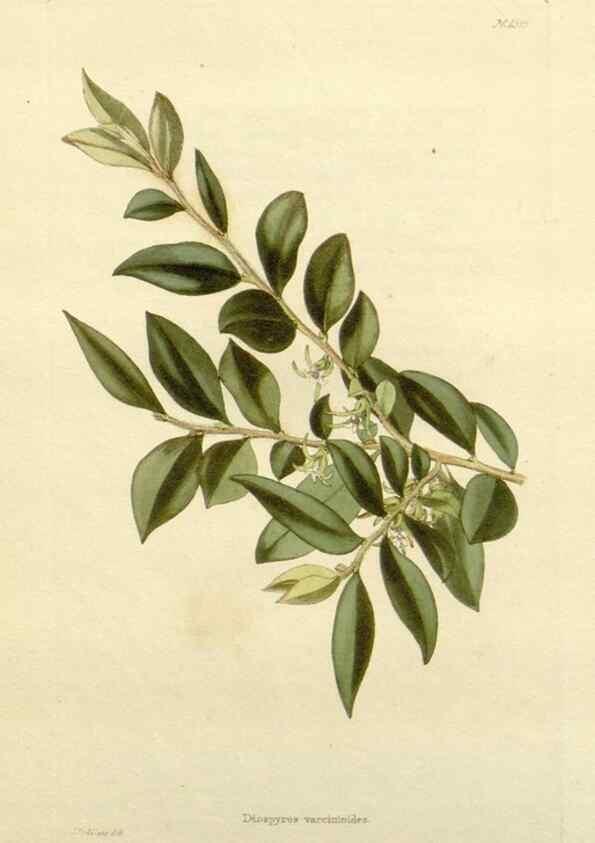 Reproducción/Reproduction 48782939548: The botanical cabinet. London :John & Arthur Arch ...,1817-1833.. 