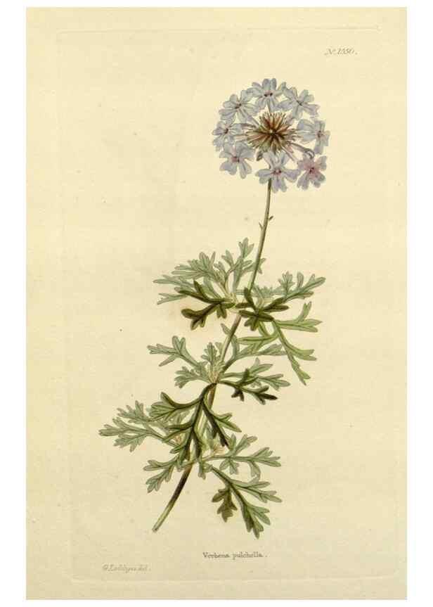 Reproducción/Reproduction 48783471902: The botanical cabinet. London :John & Arthur Arch ...,1817-1833.. 