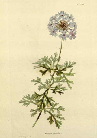 Reproducción/Reproduction 48783471902: The botanical cabinet. London :John & Arthur Arch ...,1817-1833.. 