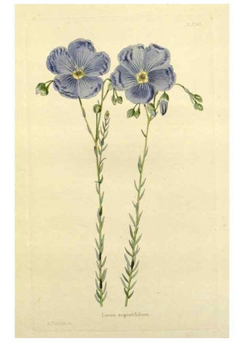 Reproducción/Reproduction 48783300396: The botanical cabinet. London :John & Arthur Arch ...,1817-1833.. 