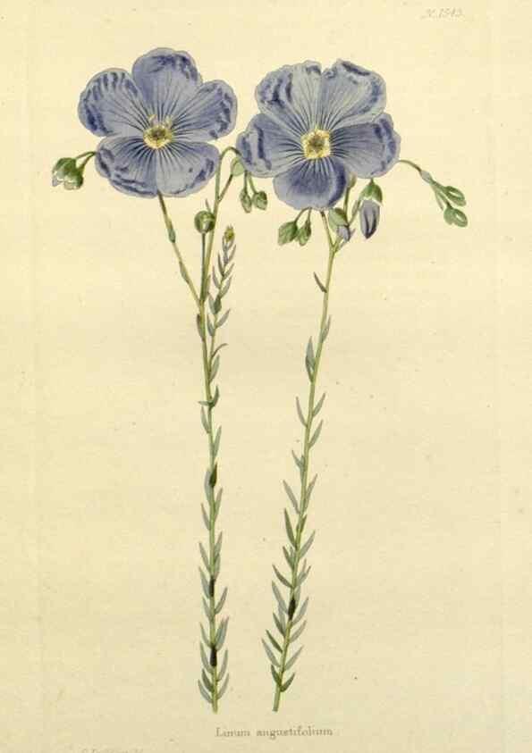 Reproducción/Reproduction 48783300396: The botanical cabinet. London :John & Arthur Arch ...,1817-1833.. 