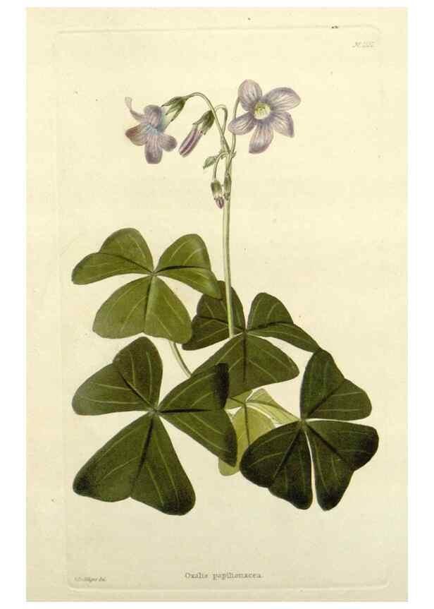 Reproducción/Reproduction 48783305771: The botanical cabinet. London :John & Arthur Arch ...,1817-1833.. 