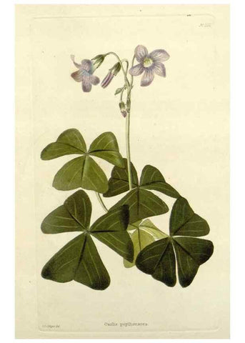 Reproducción/Reproduction 48783305771: The botanical cabinet. London :John & Arthur Arch ...,1817-1833.. 