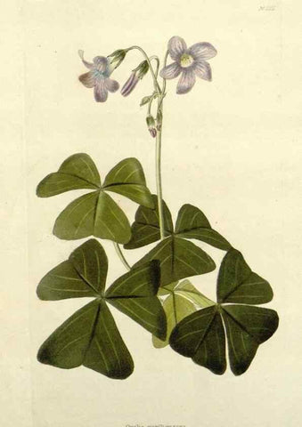 Reproducción/Reproduction 48783305771: The botanical cabinet. London :John & Arthur Arch ...,1817-1833.. 
