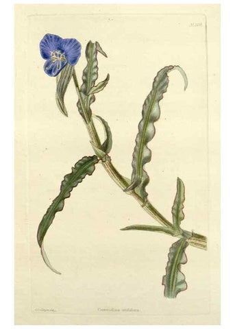 Reproducción/Reproduction 48783473457: The botanical cabinet. London :John & Arthur Arch ...,1817-1833.. 