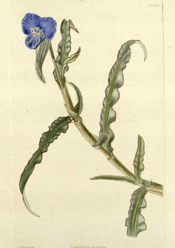Reproducción/Reproduction 48783473457: The botanical cabinet. London :John & Arthur Arch ...,1817-1833.. 