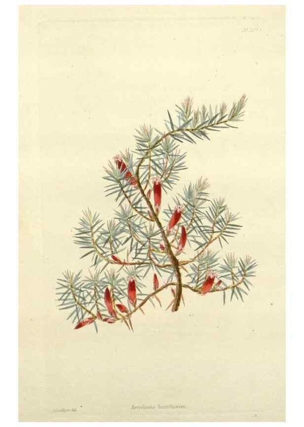 Reproducción/Reproduction 48783474032: The botanical cabinet. London :John & Arthur Arch ...,1817-1833.. 