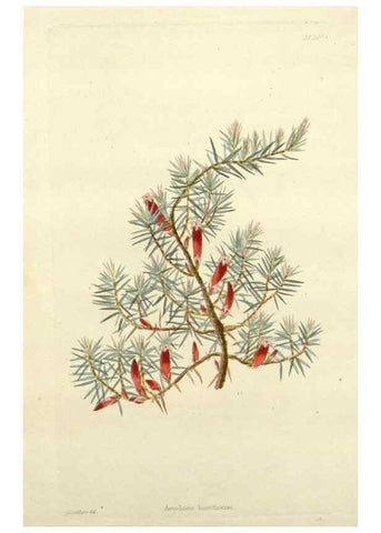 Reproducción/Reproduction 48783474032: The botanical cabinet. London :John & Arthur Arch ...,1817-1833.. 