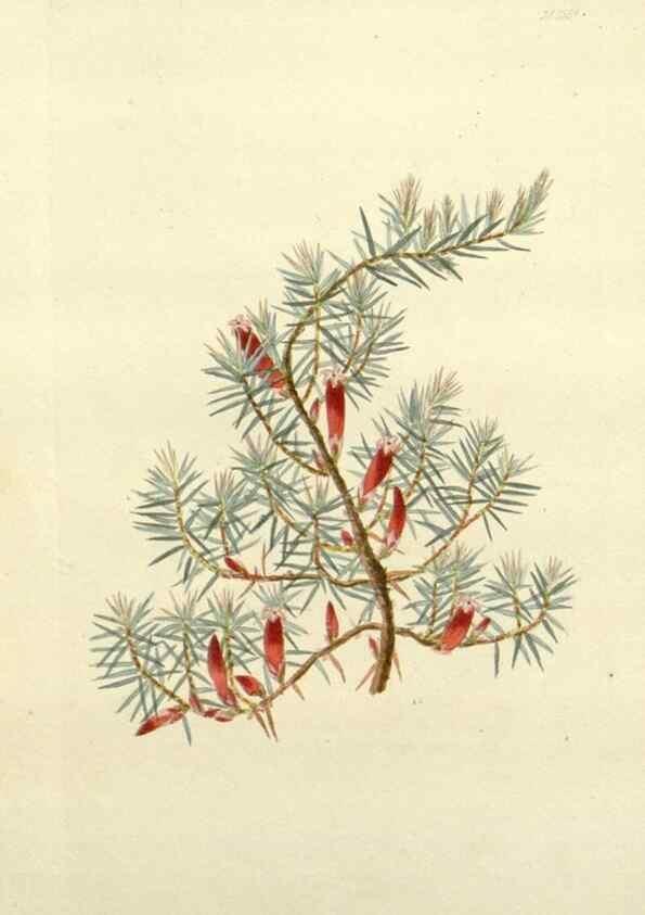 Reproducción/Reproduction 48783474032: The botanical cabinet. London :John & Arthur Arch ...,1817-1833.. 