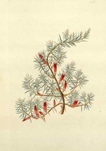 Reproducción/Reproduction 48783474032: The botanical cabinet. London :John & Arthur Arch ...,1817-1833.. 