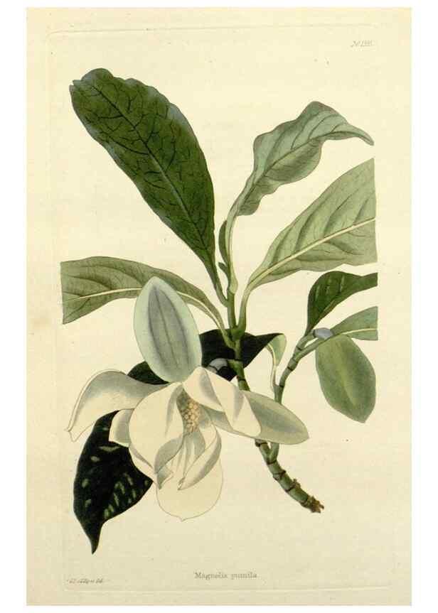 Reproducción/Reproduction 48783474527: The botanical cabinet. London :John & Arthur Arch ...,1817-1833.. 