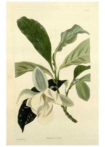 Reproducción/Reproduction 48783474527: The botanical cabinet. London :John & Arthur Arch ...,1817-1833.. 