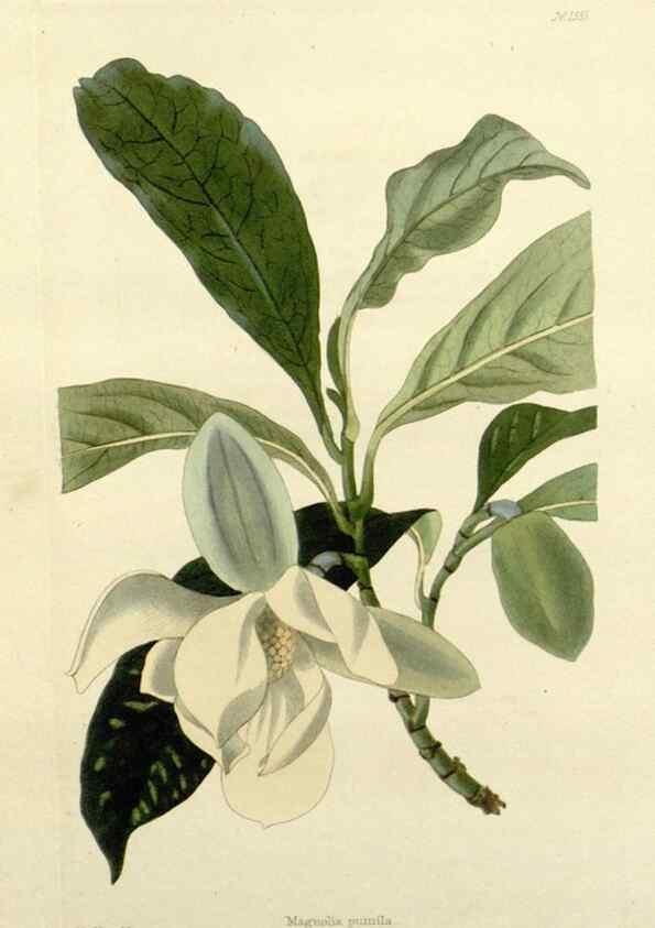 Reproducción/Reproduction 48783474527: The botanical cabinet. London :John & Arthur Arch ...,1817-1833.. 