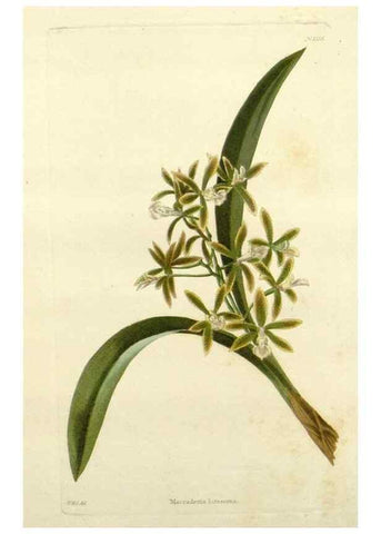 Reproducción/Reproduction 48783308511: The botanical cabinet. London :John & Arthur Arch ...,1817-1833.. 