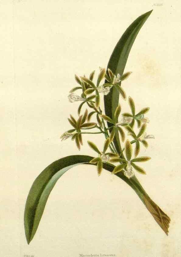 Reproducción/Reproduction 48783308511: The botanical cabinet. London :John & Arthur Arch ...,1817-1833.. 