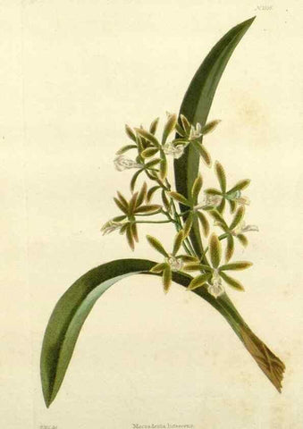Reproducción/Reproduction 48783308511: The botanical cabinet. London :John & Arthur Arch ...,1817-1833.. 