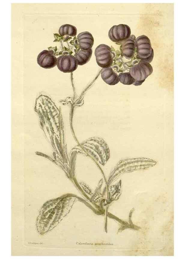 Reproducción/Reproduction 48783308881: The botanical cabinet. London :John & Arthur Arch ...,1817-1833.. 