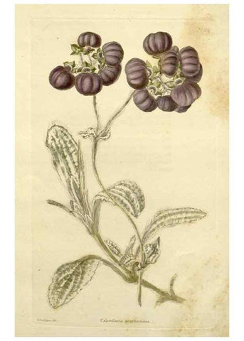 Reproducción/Reproduction 48783308881: The botanical cabinet. London :John & Arthur Arch ...,1817-1833.. 