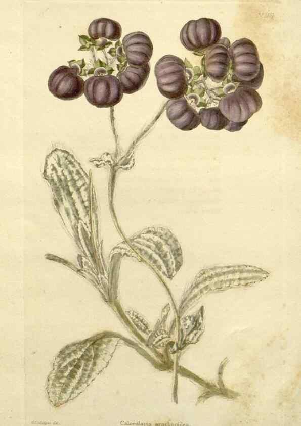 Reproducción/Reproduction 48783308881: The botanical cabinet. London :John & Arthur Arch ...,1817-1833.. 