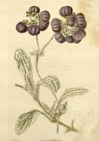 Reproducción/Reproduction 48783308881: The botanical cabinet. London :John & Arthur Arch ...,1817-1833.. 