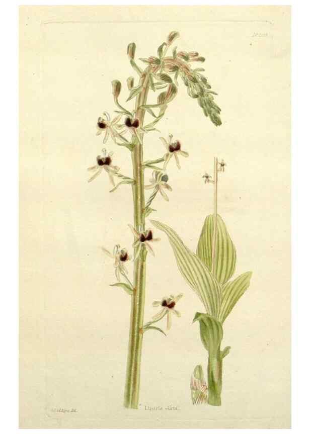 Reproducción/Reproduction 48782944458: The botanical cabinet. London :John & Arthur Arch ...,1817-1833.. 