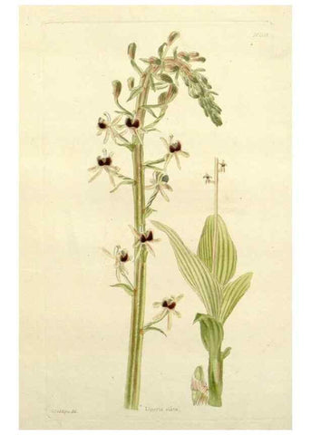 Reproducción/Reproduction 48782944458: The botanical cabinet. London :John & Arthur Arch ...,1817-1833.. 