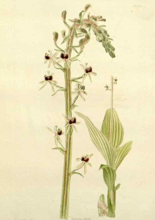 Reproducción/Reproduction 48782944458: The botanical cabinet. London :John & Arthur Arch ...,1817-1833.. 