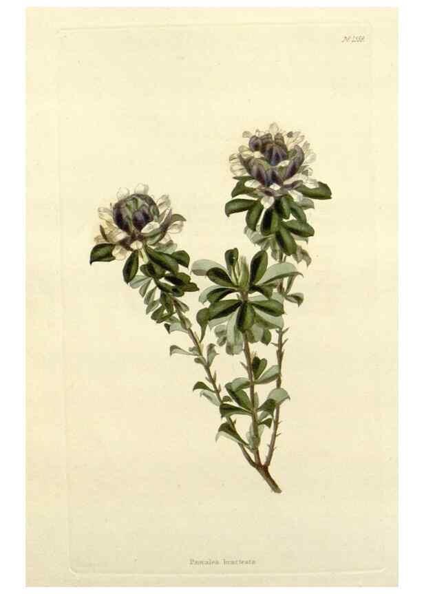 Reproducción/Reproduction 48782945113: The botanical cabinet. London :John & Arthur Arch ...,1817-1833.. 