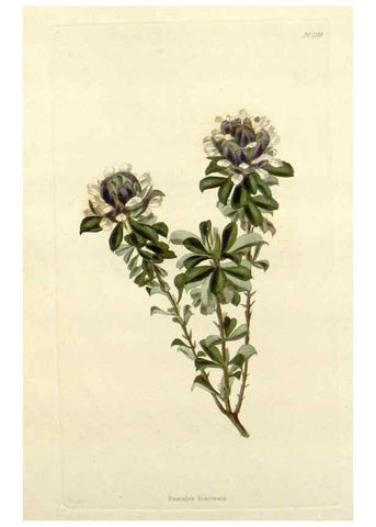 Reproducción/Reproduction 48782945113: The botanical cabinet. London :John & Arthur Arch ...,1817-1833.. 