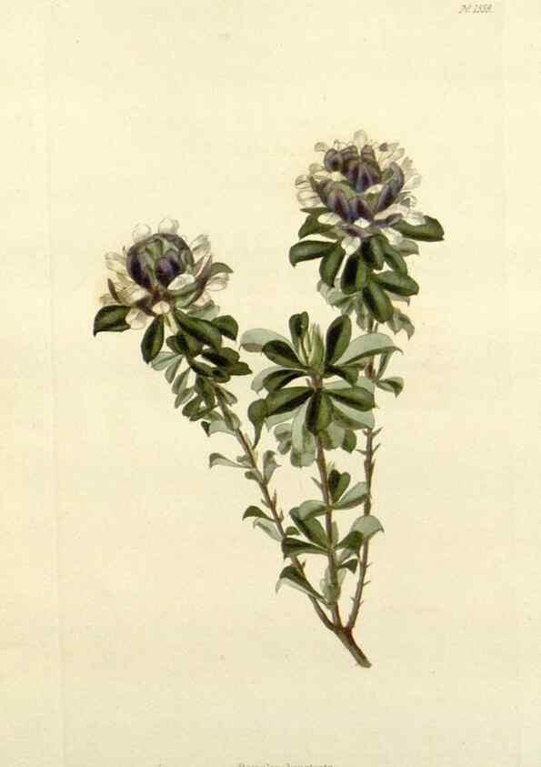 Reproducción/Reproduction 48782945113: The botanical cabinet. London :John & Arthur Arch ...,1817-1833.. 