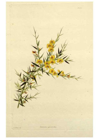 Reproducción/Reproduction 48783473002: The botanical cabinet. London :John & Arthur Arch ...,1817-1833.. 