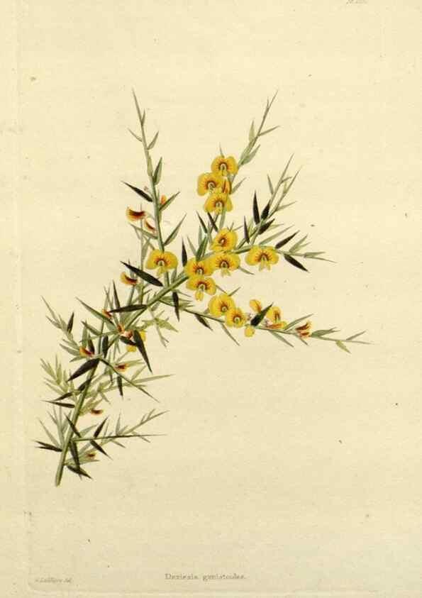 Reproducción/Reproduction 48783473002: The botanical cabinet. London :John & Arthur Arch ...,1817-1833.. 