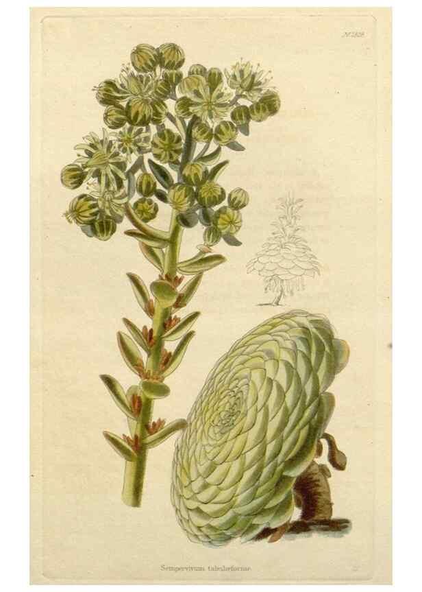 Reproducción/Reproduction 48783058491: The botanical cabinet. London :John & Arthur Arch ...,1817-1833.. 