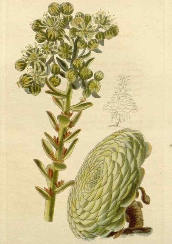 Reproducción/Reproduction 48783058491: The botanical cabinet. London :John & Arthur Arch ...,1817-1833.. 